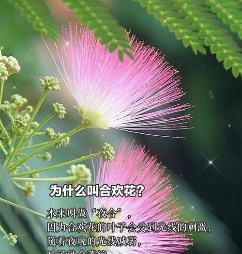姬合欢花花语是什么？