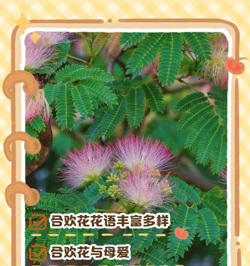 姬合欢花花语是什么？