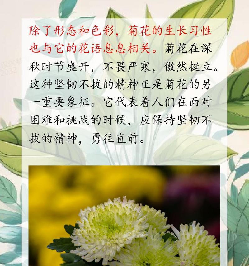黄小菊花花语是什么？