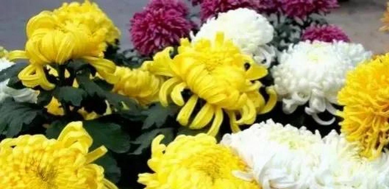黄小菊花花语是什么？