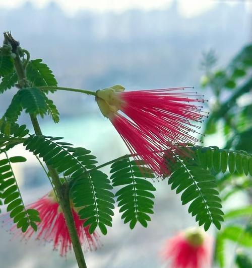 粉合欢花花语是什么？