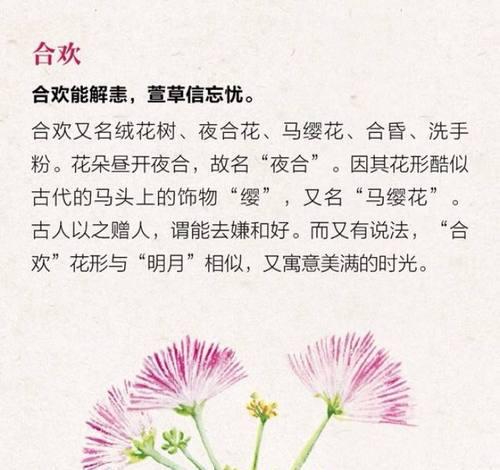 粉合欢花花语是什么？