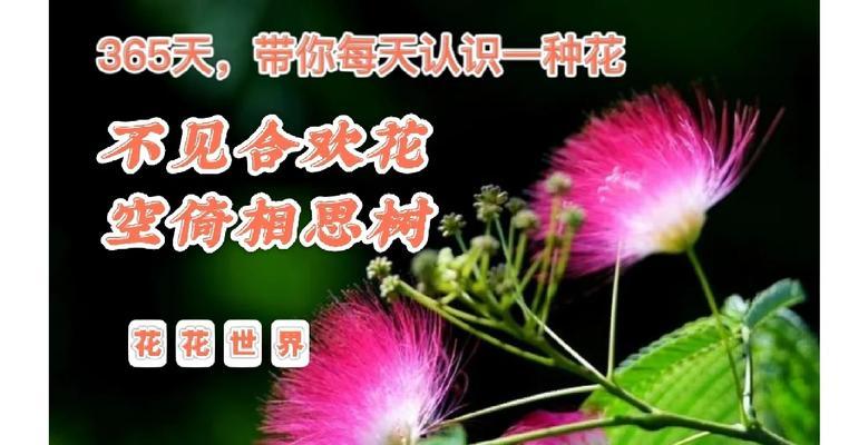 粉合欢花花语是什么？