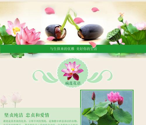 碗莲冰心花语是什么？