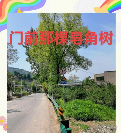 皂角树的花语是什么？