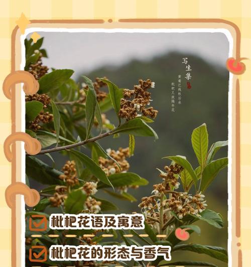 百种名花花语代表什么？