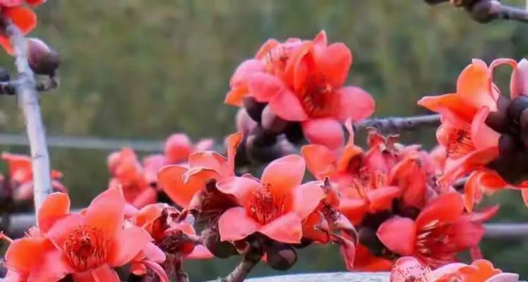 千红鸟的花语是什么？如何用千红鸟的花语表达爱意？