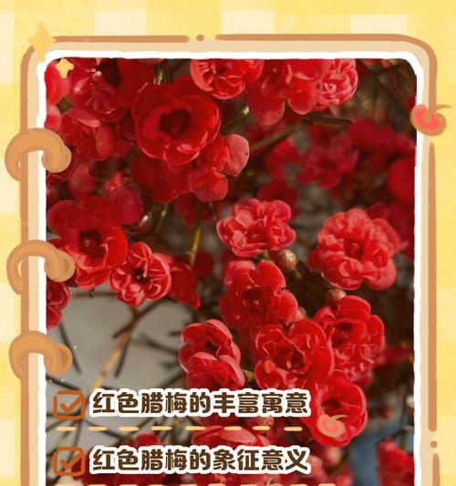 梅花的花语百科全书？梅花花语有哪些？