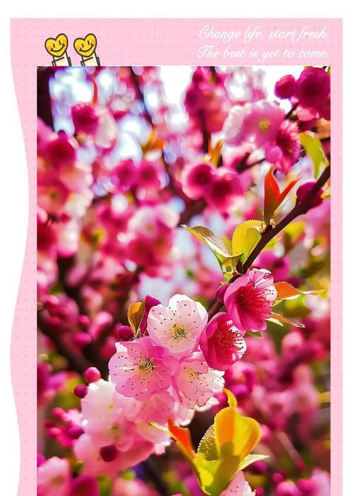 梅花的花语百科全书？梅花花语有哪些？