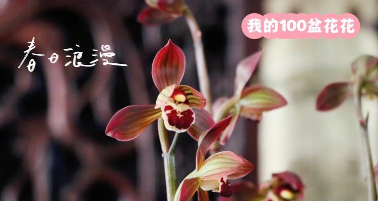 金嘴墨兰花语是什么？金嘴墨兰象征着什么？
