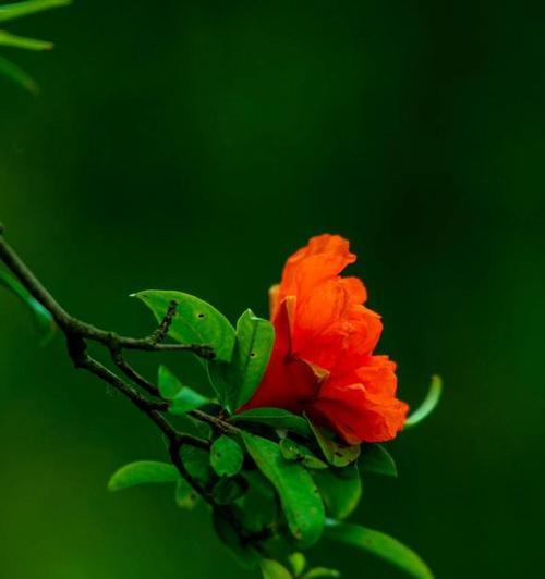 石榴花的花语是什么？采摘石榴花有何寓意？