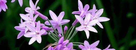 紫背桂的花语有哪些？紫背桂象征着什么？