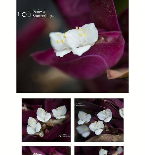 紫背桂的花语有哪些？紫背桂象征着什么？