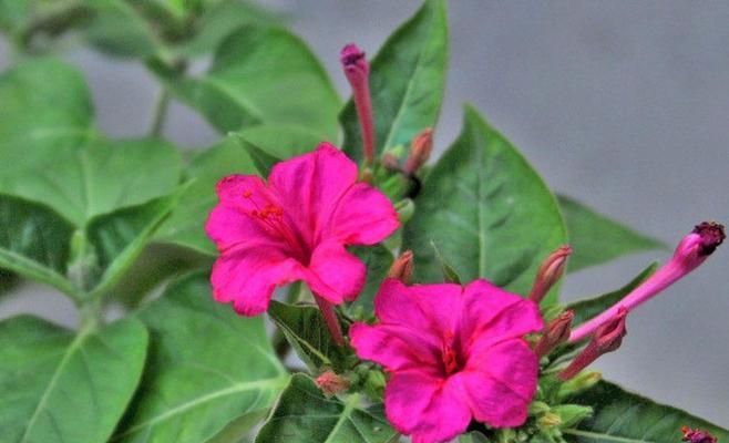 紫背桂的花语有哪些？紫背桂象征着什么？