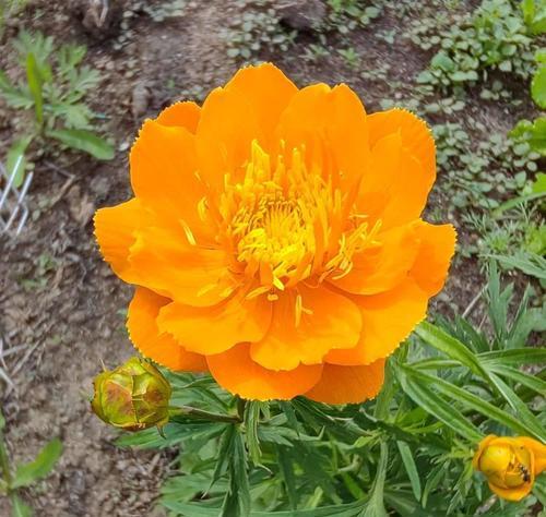 金莲花的花语是什么？金莲花代表什么？