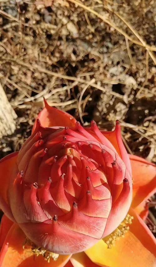 金莲花的花语是什么？金莲花代表什么？