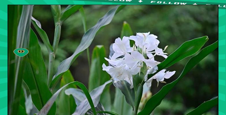 姜花的花语凉生是什么意思？姜花花语有哪些？