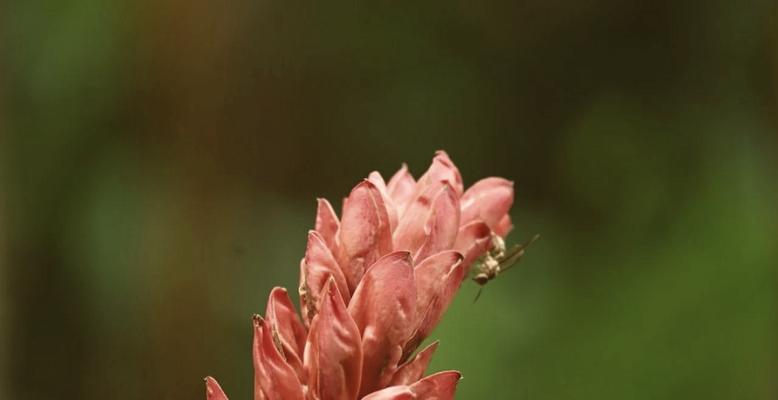 姜花的花语凉生是什么意思？姜花花语有哪些？