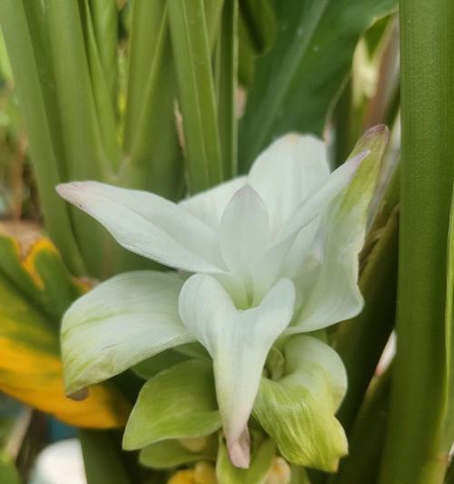 姜花的花语凉生是什么意思？姜花花语有哪些？