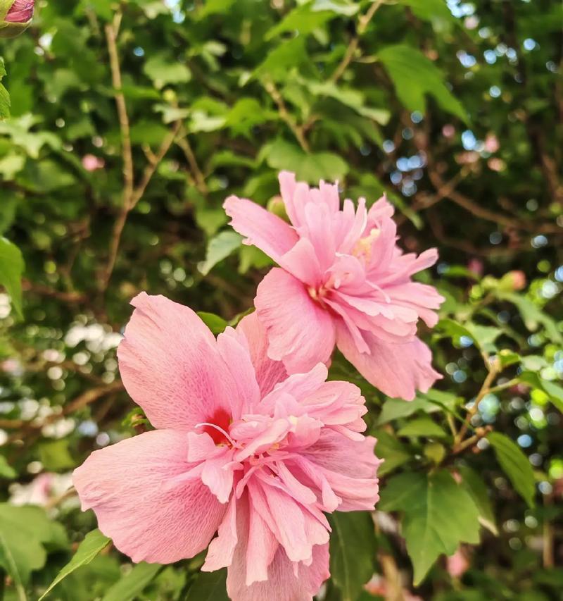 木槿花的花语牌有哪些？木槿花象征着什么？