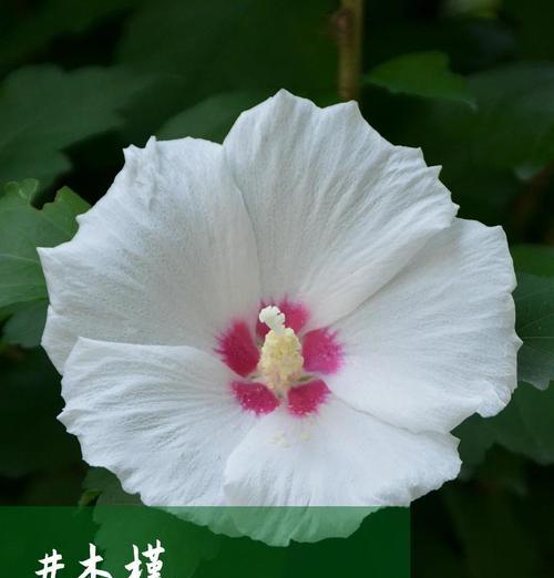 木槿花的花语牌有哪些？木槿花象征着什么？