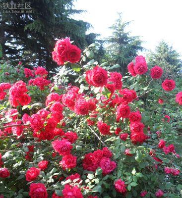 红蔷薇的花语诗是什么？红蔷薇花语有哪些？