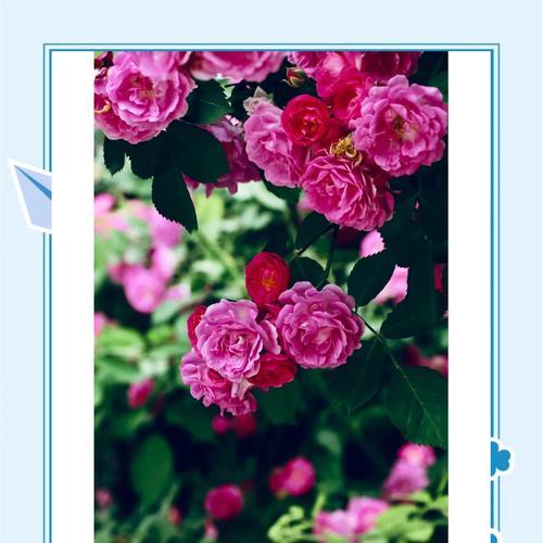 红蔷薇的花语诗是什么？红蔷薇花语有哪些？