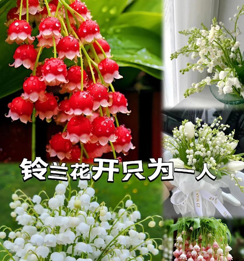 兰之香的花语是什么？兰之香象征着什么？