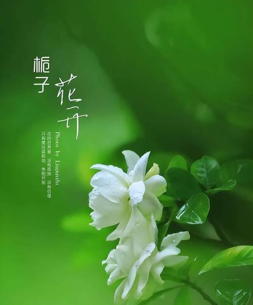 兰之香的花语是什么？兰之香象征着什么？