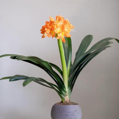 君子兰的花语是什么？君子兰话花语有哪些含义？