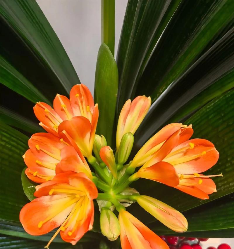 君子兰的花语是什么？君子兰话花语有哪些含义？