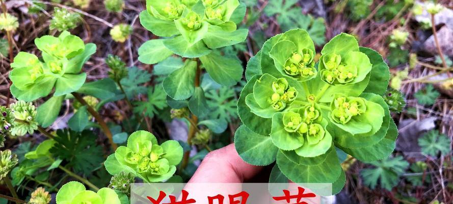 猫眼草的花语是什么？猫眼草象征着什么？