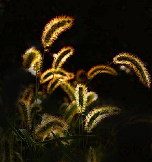 云草花的花语是什么？云草花代表什么？