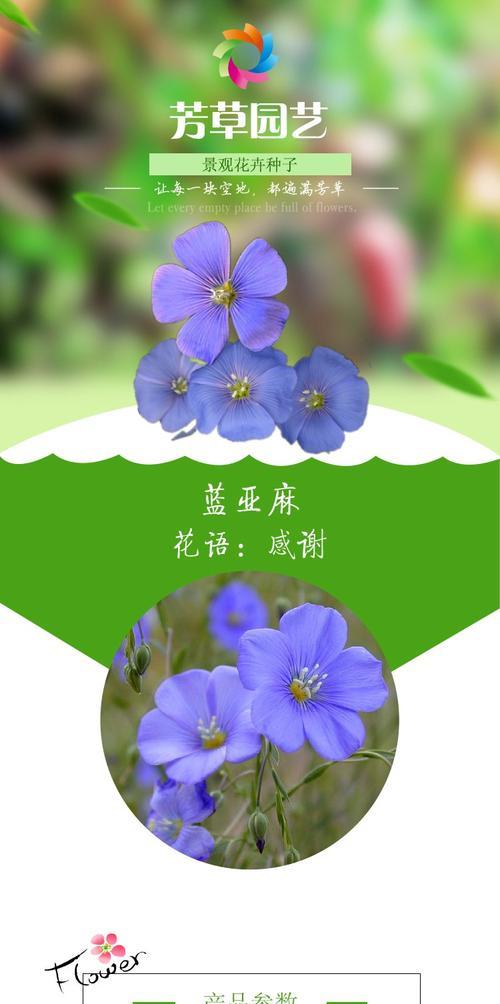 云草花的花语是什么？云草花代表什么？