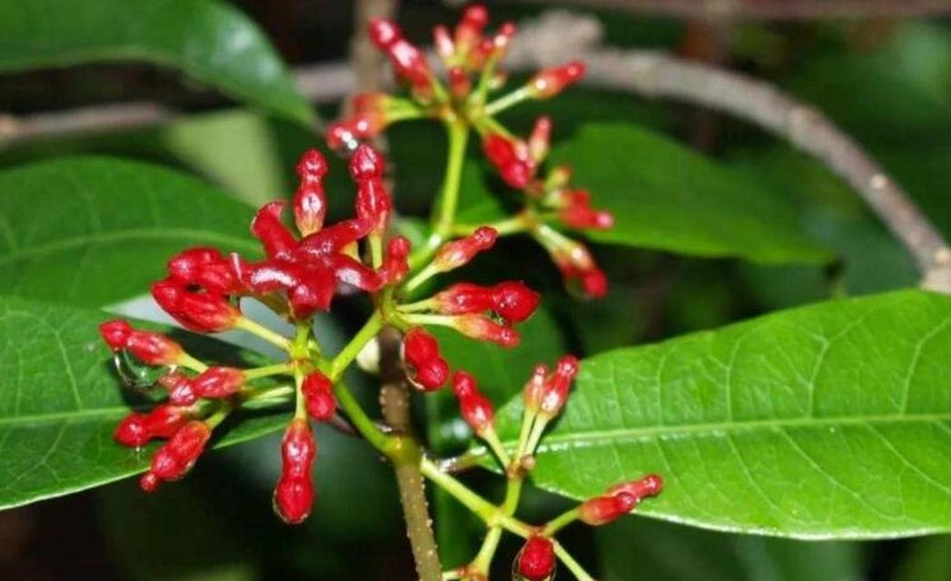 花络石的花语是什么？花络石象征着什么？