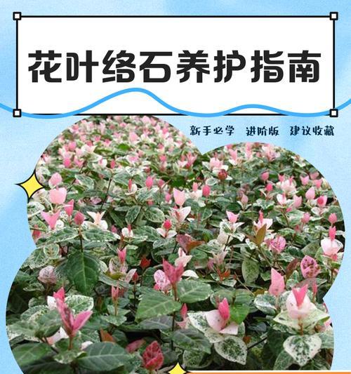 花络石的花语是什么？花络石象征着什么？