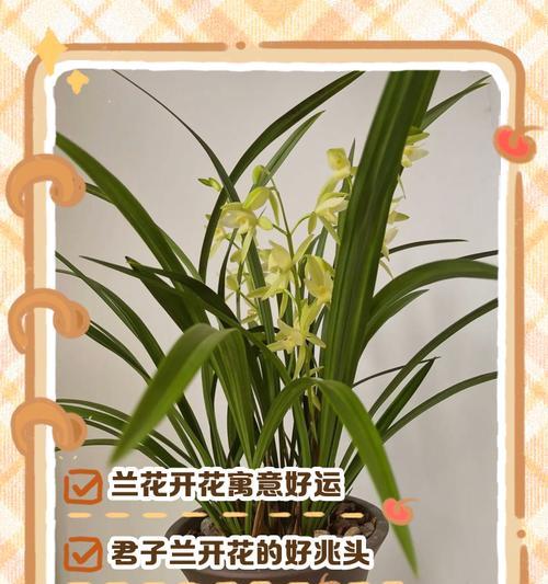 珍珠兰花的花语是什么？珍珠兰花代表什么？