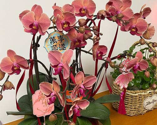 珍珠兰花的花语是什么？珍珠兰花代表什么？