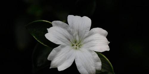 释迦果的花语是什么？如何用花语表达情感？