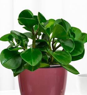 豆瓣青的花语代表什么？如何用豆瓣青表达情感？