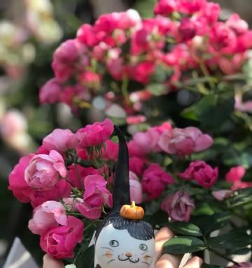 猫巷里的花语是什么？如何用花语表达对猫的喜爱？
