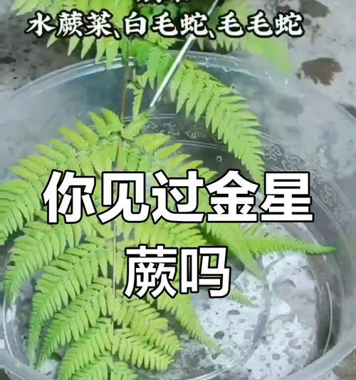 金星蕨的花语有哪些含义？如何用金星蕨传递爱意？