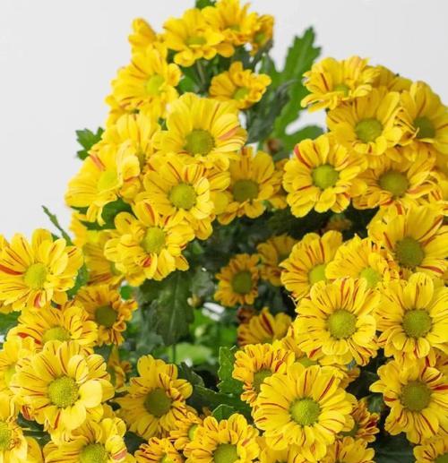 雏菊朵数花语是什么意思？如何用雏菊表达情感？