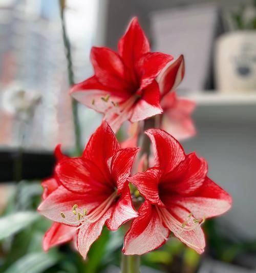 朱顶红开花语有哪些含义？如何用朱顶红传递爱意？