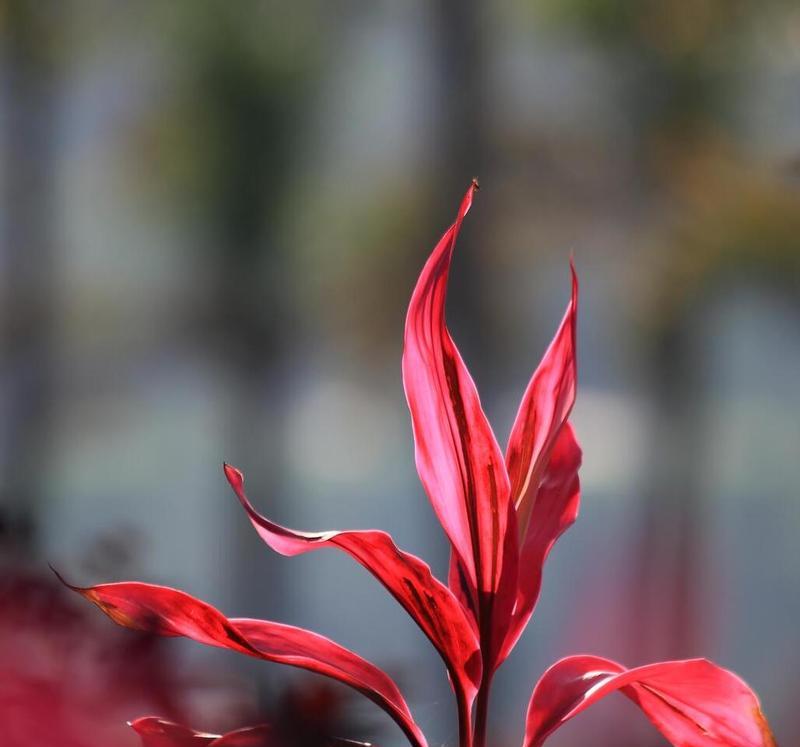 红叶朱焦的花语是什么？如何用红叶朱焦表达情感？