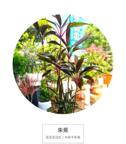 红叶朱焦的花语是什么？如何用红叶朱焦表达情感？