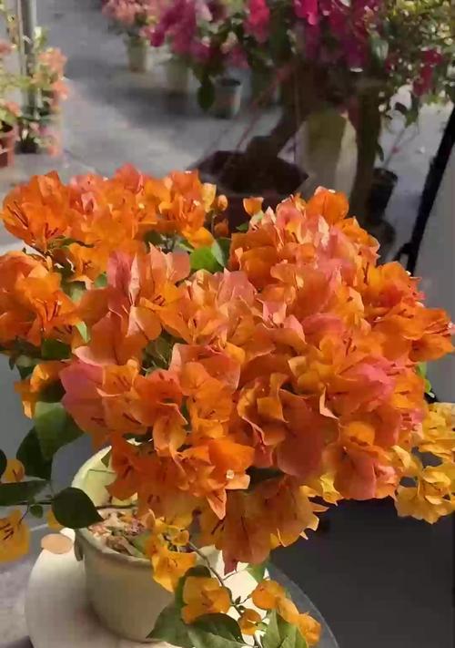 依米兰的花语代表什么？如何用依米兰表达情感？