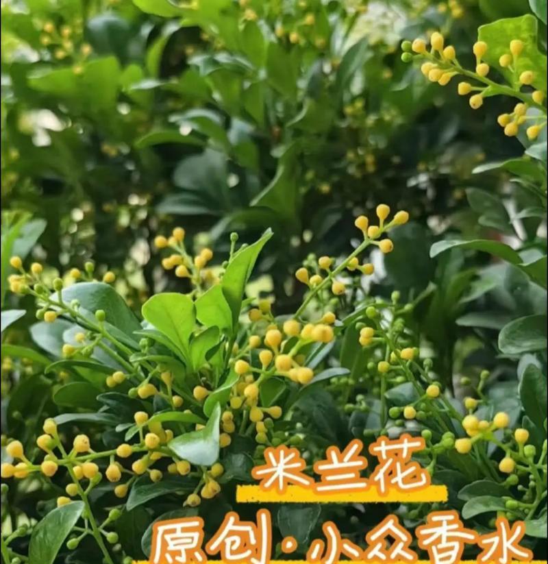 依米兰的花语代表什么？如何用依米兰表达情感？