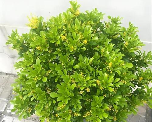 依米兰的花语代表什么？如何用依米兰表达情感？