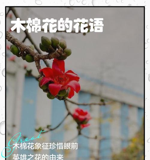 各类盆栽的花语有哪些？如何用盆栽花语表达情感？